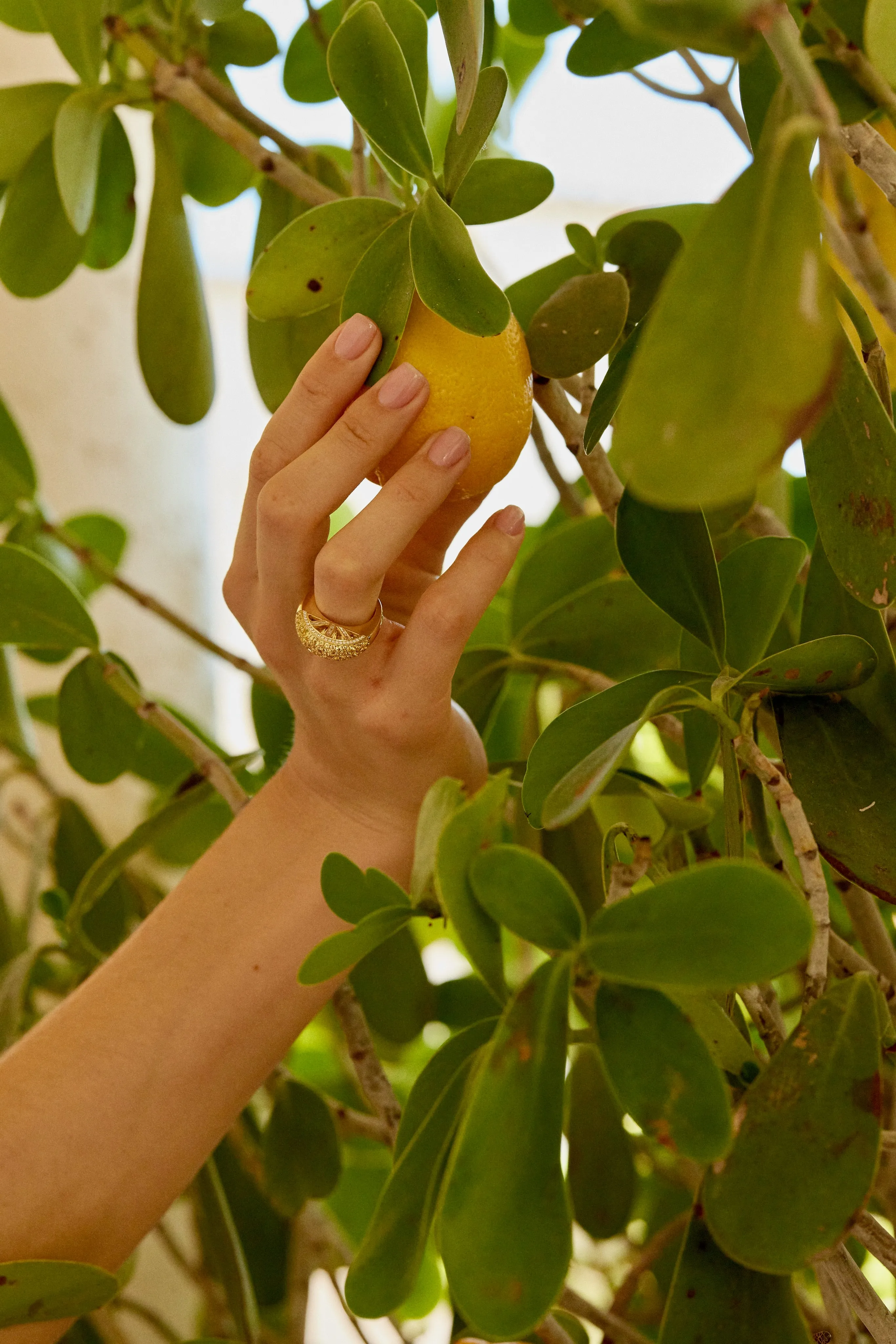 Lemon Slice Ring